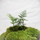 반려식물 테라리움 만들기 이미지