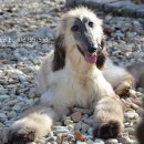 말라이카 이미지