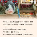 서흥농장 이미지