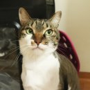 마이펫톡톡 이미지