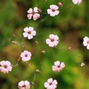 보강천 미루나무숲 | 증평 보강천 미루나무숲 꽃밭 구경 정보