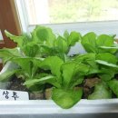 향림초등학교 이미지