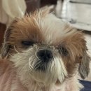 네발친구 | 네발달린 친구들과의 일상