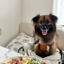 게뜨망하우스 | 망원동 브런치카페 게뜨망하우스, 가방 지참시 반려견 동반 가능