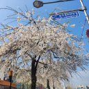 평촌시립도서관 | 후배들과 벚꽃에 흠뻑 빠진 날-팔달산 벚꽃, 행리단길, 화홍문, 수원천변