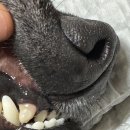 청담리덴동물치과병원 이미지