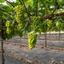 꿈꾸는 농장 이미지