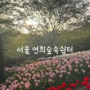 차쉼터 옆 | 서울 서대문 홍제천 튤립 만발 연희숲속쉼터
