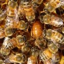 장수양봉원 이미지