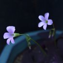 사랑꽃