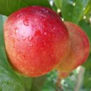 고죽1리 이미지