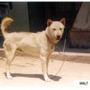 진도축산 이미지