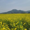 (주)제주미니미니랜드 | [충남/아산] 송악815 : 제주 유채꽃 감성 그대로 사진찍을 수 있는 아산유채꽃밭🏵