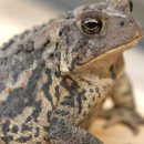 두꺼비상사 이미지