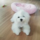 히든밸리켄넬 이미지