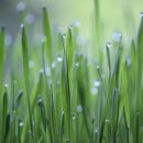 풀잎 위의 이슬 이미지