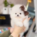 코디애견샵 | 송파강아지분양 송파구애견샵 하나의 선택