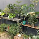 승진농장 | 그린레시피┃대전 유성구 식물가게 승진 개업 화분 추천