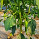 일수농약사 이미지