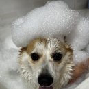 이츠펫 살롱 이미지