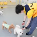 옐레드 애견유치원 & 애견호텔 광명점 이미지