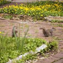 비그로브 비 이미지