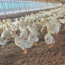 정원오리농장 이미지