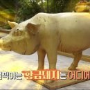양주골흑돼지 이미지