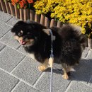 (유)건양정보통신 | 안전한 반려동물 산책줄 유니노스 NFC 강아지 하네스 추천