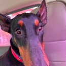 한사랑펫 이미지