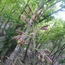 함양산림 항공관리소 | 2012.5.18.(정기) / 장성 고창 방장산 / 산타마리아 산행이야기(59)