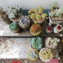 살구미농장 이미지