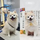토토멀티샵