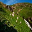 백두산 범 이미지