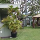 플루메리아 민박 이미지