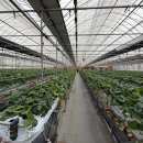 진자농장 이미지