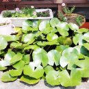 익산금마시장 이미지