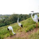 서산버드랜드 이미지