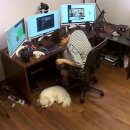 댕댕이라이프 이미지