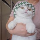 고양이 모자 | 다이소 구매후기 : 고양이모자 / 의자발커버 / 겸자가위 / 거품메이커