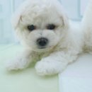 더블링독 이미지