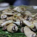 서생산곰장어