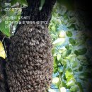벌떼 이미지