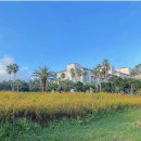 소노캄제주WEST동 이미지