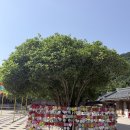소소산식