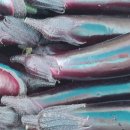 종아농장 이미지