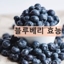 블루베리 이미지