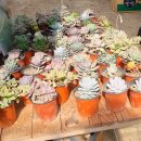 월롱농장 이미지