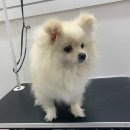 스탑 이미지
