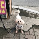 맨앤독 애견카페 이미지